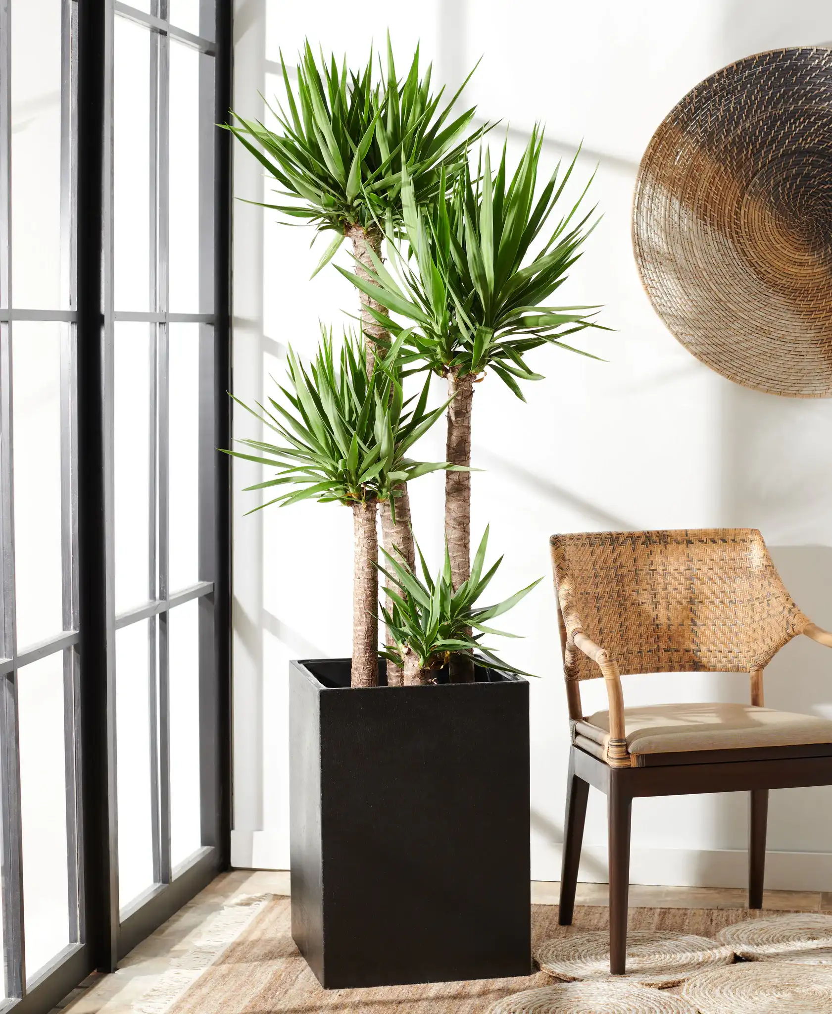 Kendri Planter in Black in a styled room