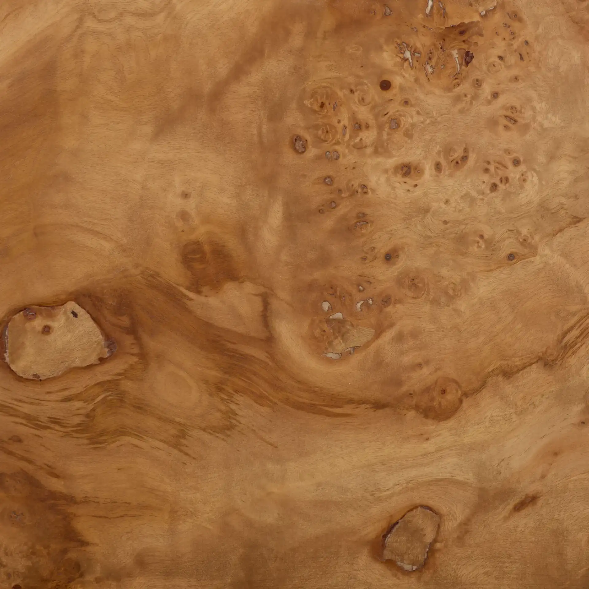Torryn Burl Coffee Table in Walnut Burl, detail view