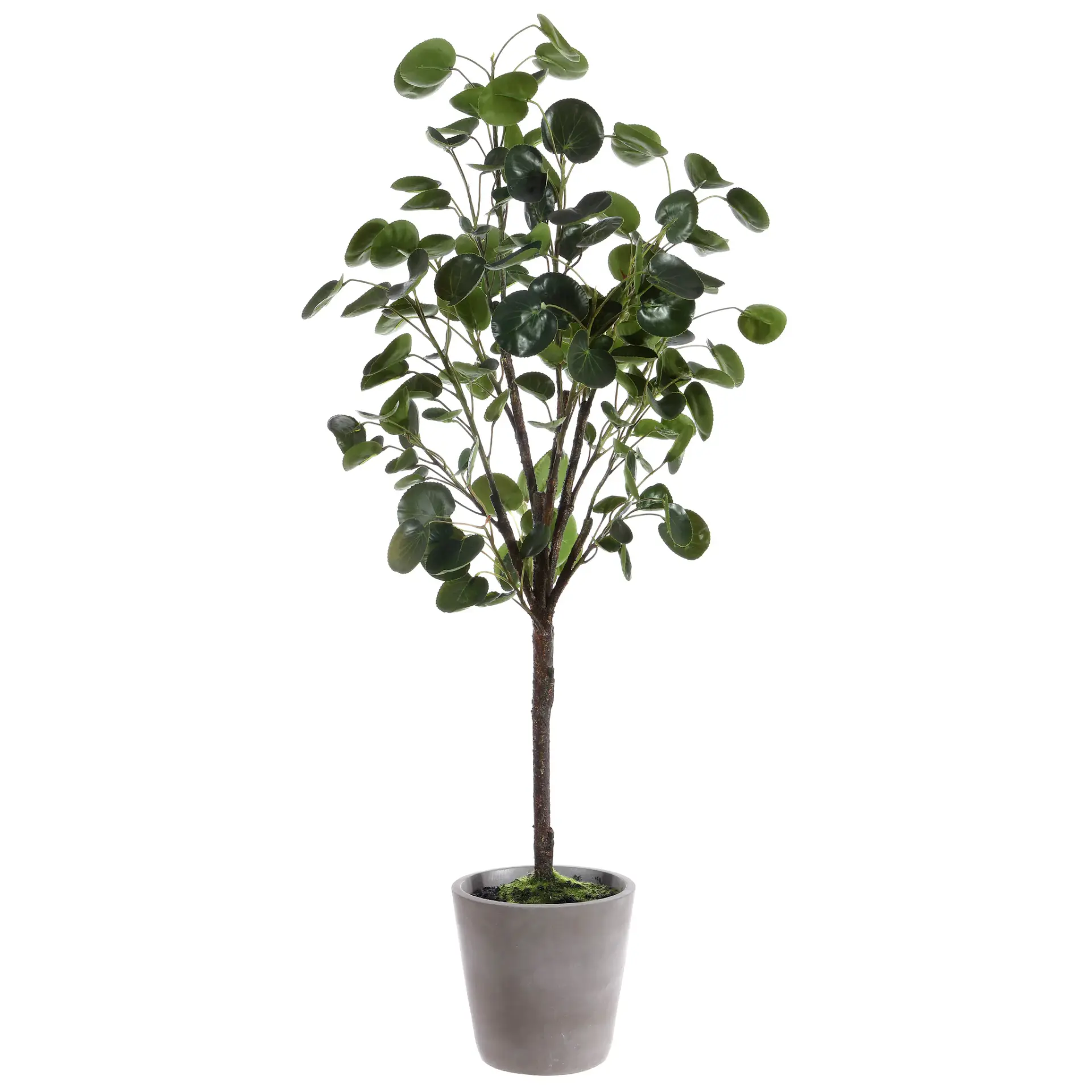 Faux 37-Inch Potted Polyscias Fruticosa