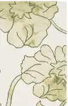 Ivory / Light Green